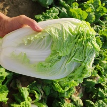 【实力代办】夏阳白菜产地直供量大价优可视频看货