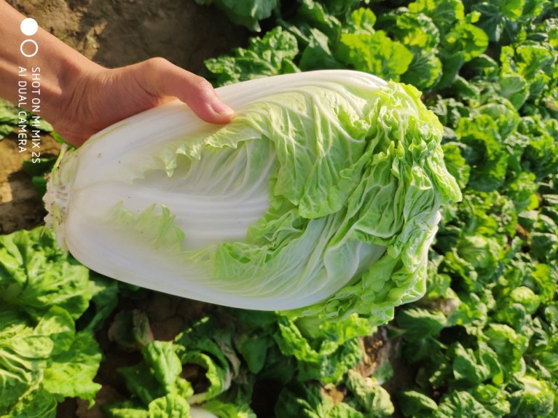 【实力代办】夏阳白菜产地直供量大价优可视频看货