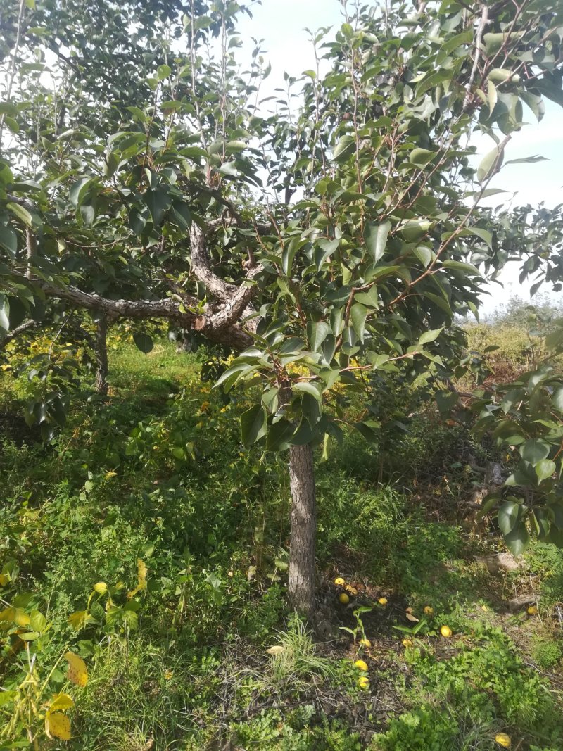 果木