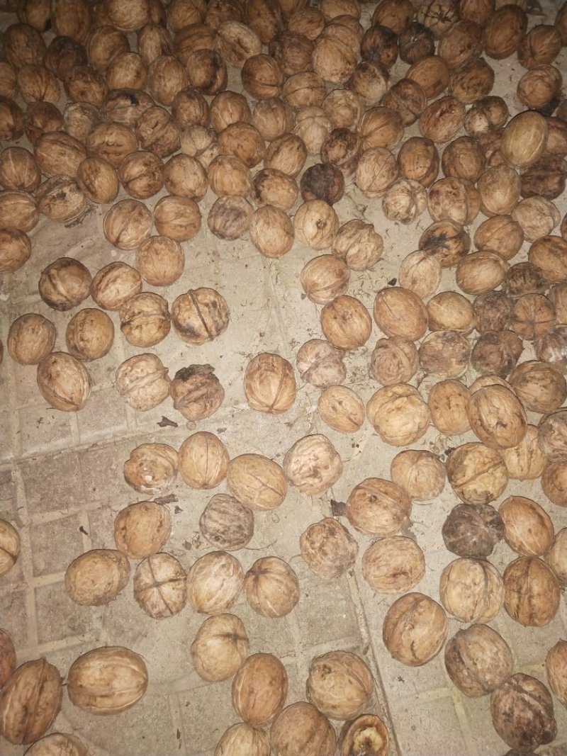 辽河一号（薄皮核桃）
