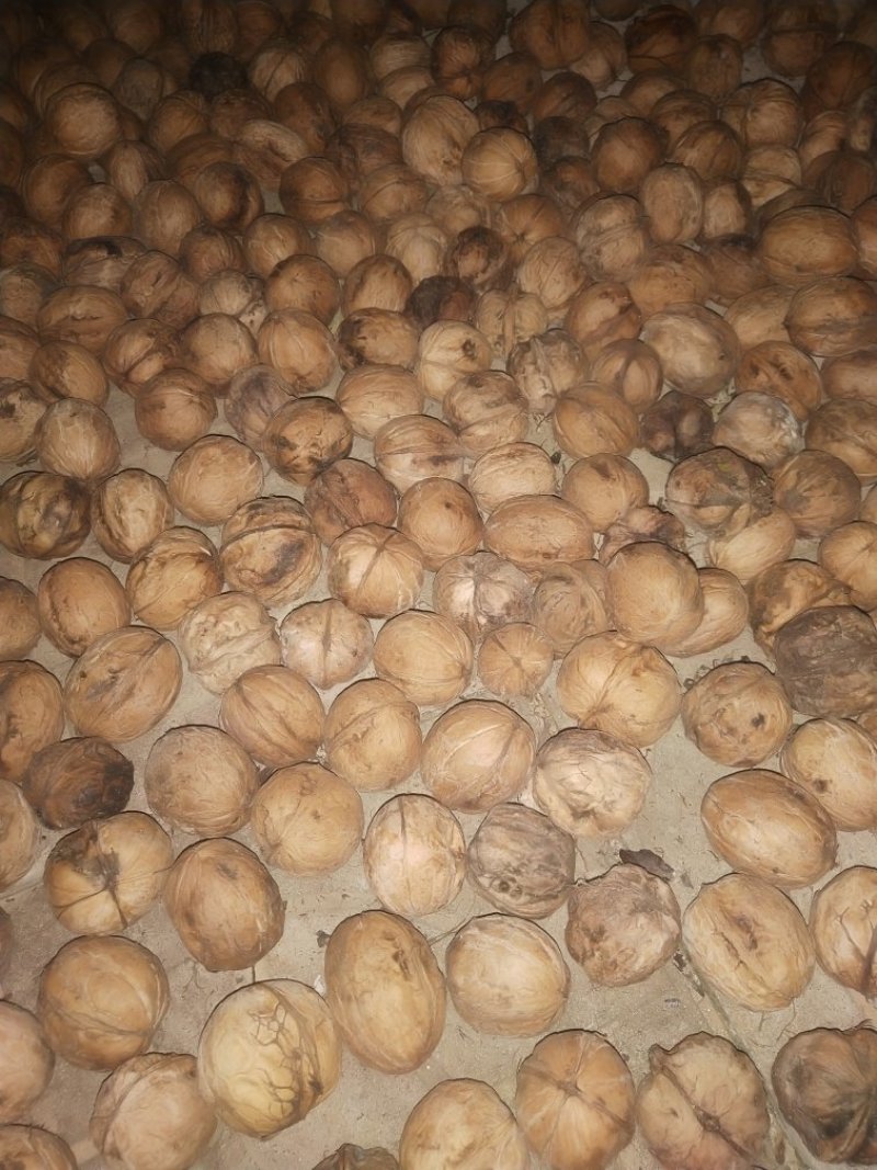 辽河一号（薄皮核桃）