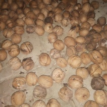 辽河一号（薄皮核桃）