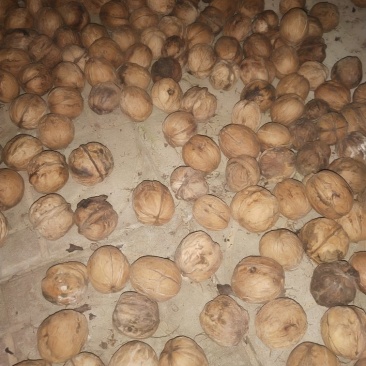 辽河一号（薄皮核桃）