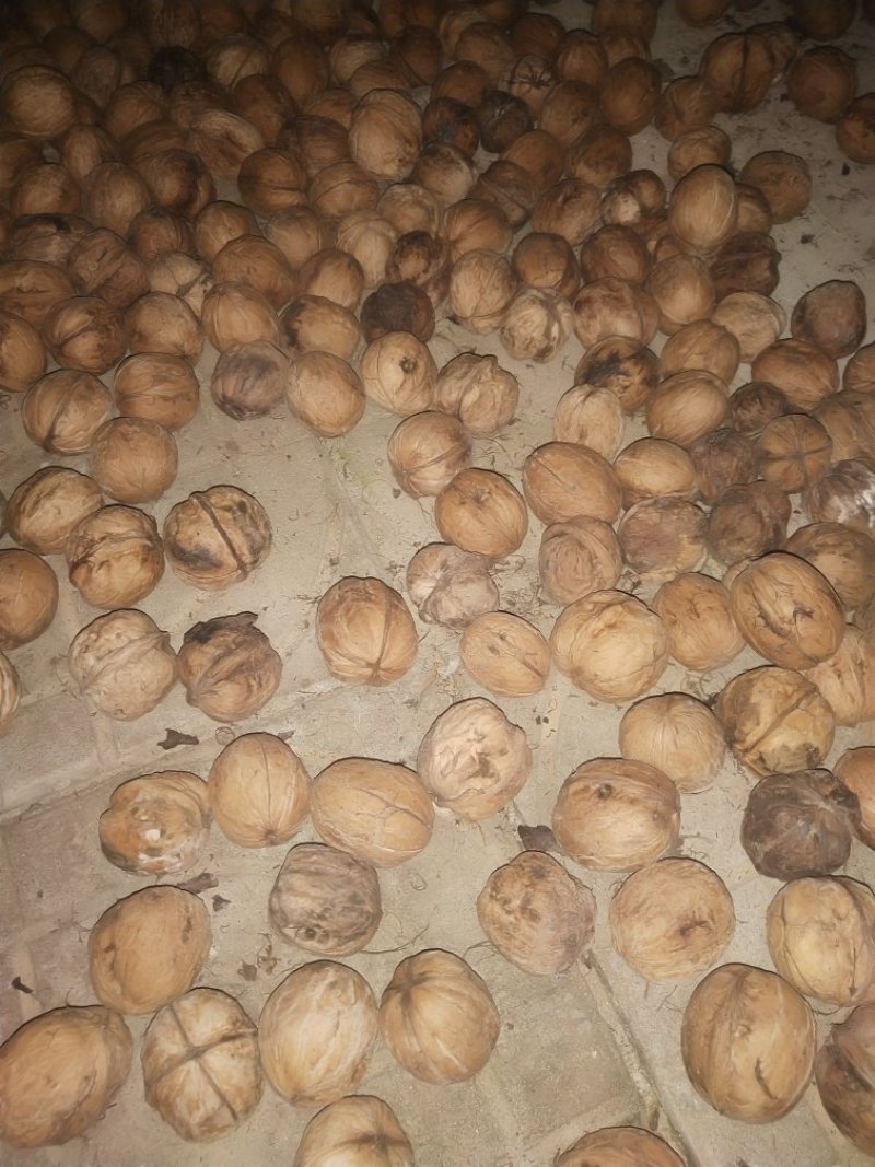 辽河一号（薄皮核桃）