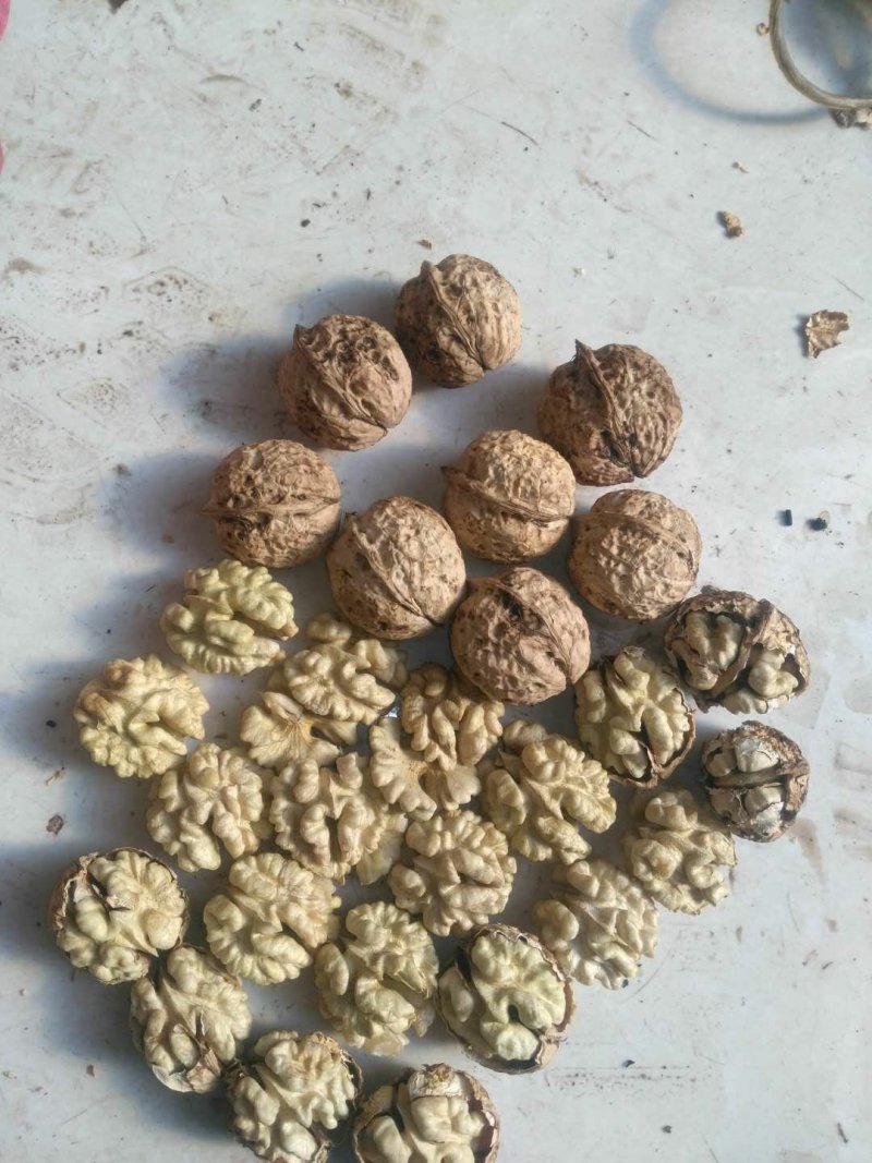 大麻子核桃薄壳包邮费