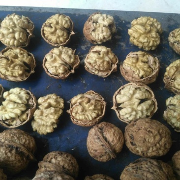 大麻子核桃薄壳包邮费