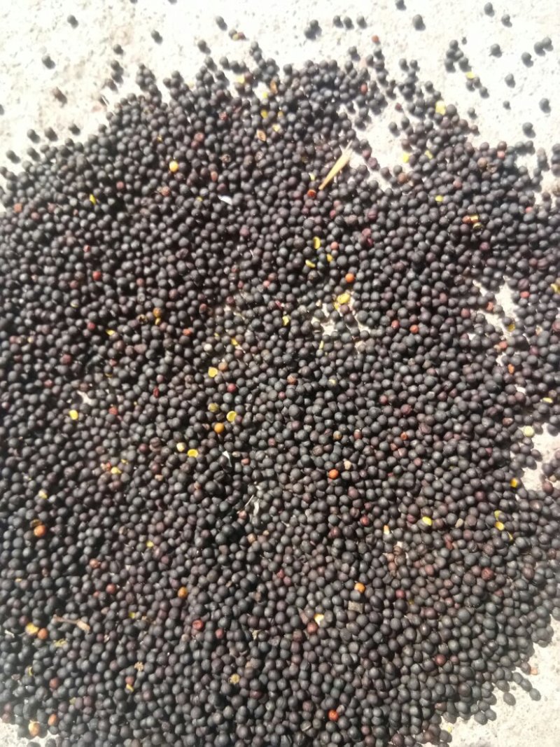 大量供应新疆新油菜籽