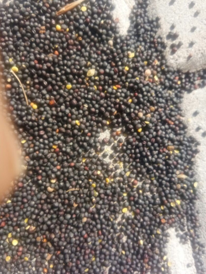 大量供应新疆新油菜籽