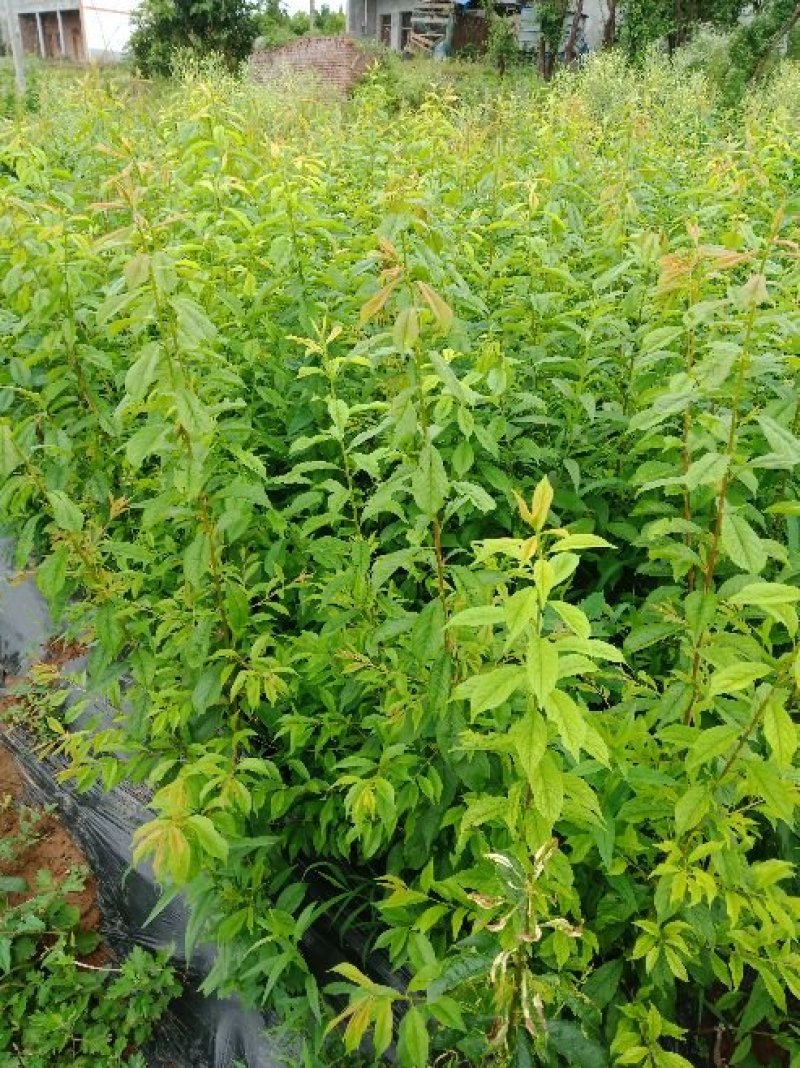 青脆李子苗一手货源，自产自销包品种量大从优，