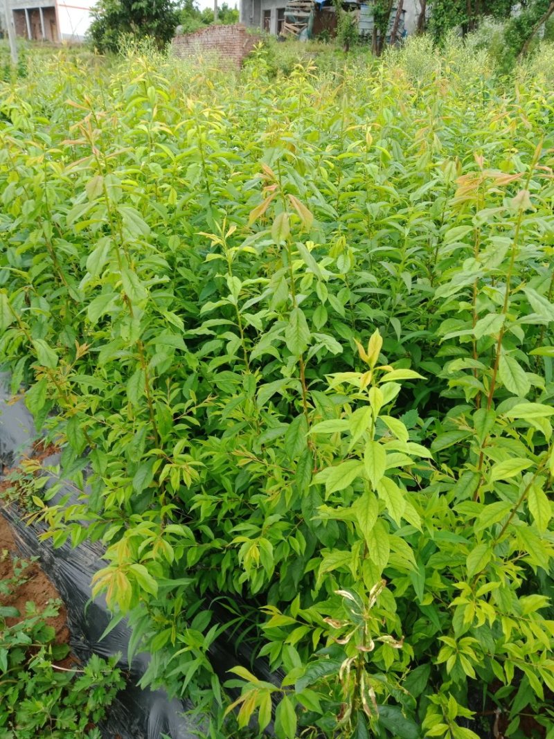青脆李子苗一手货源，自产自销包品种量大从优，