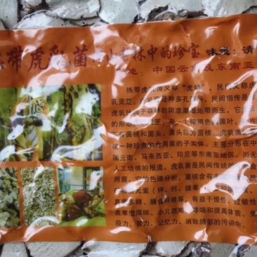 野生虎乳菌