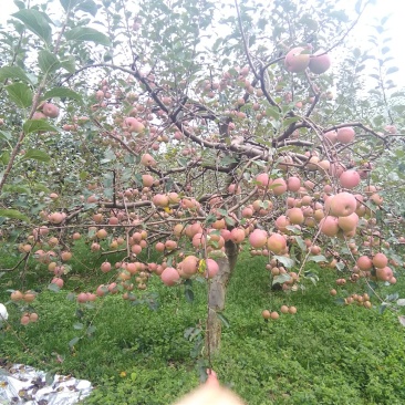 红富士苹果