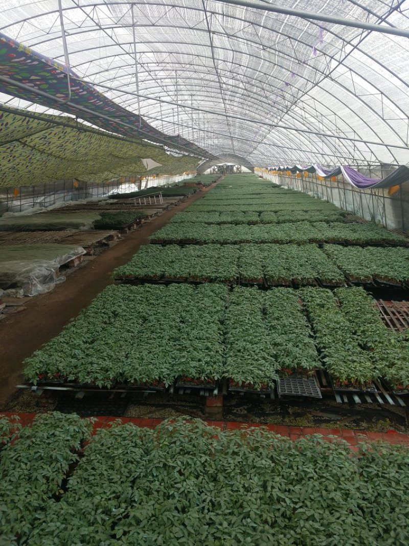 西红柿苗番茄苗粉果抗死棵口感好越冬早春产量高早熟亮粉