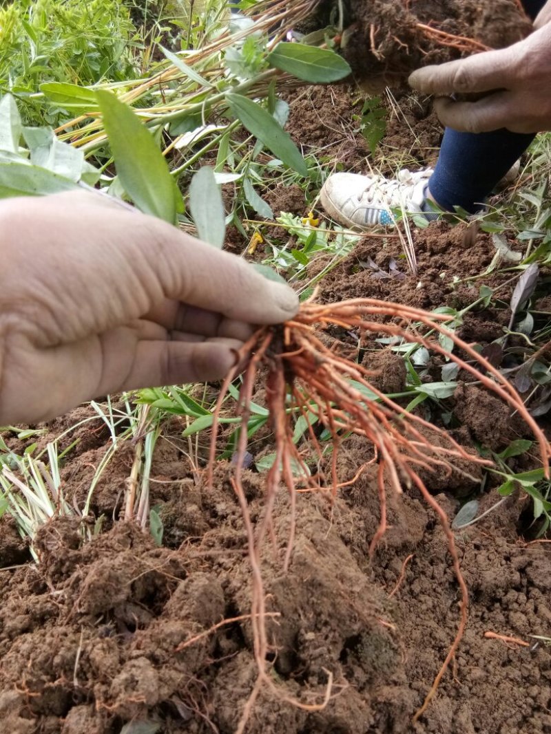 红根野蚕豆