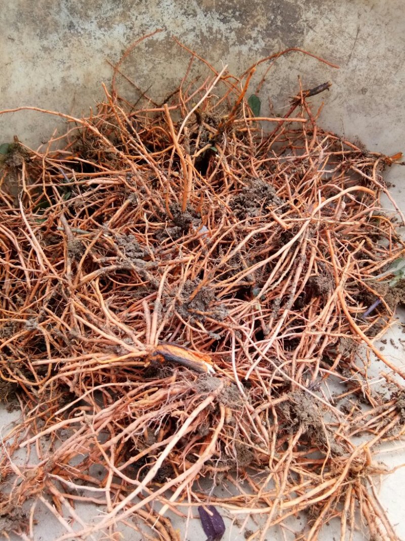 红根野蚕豆