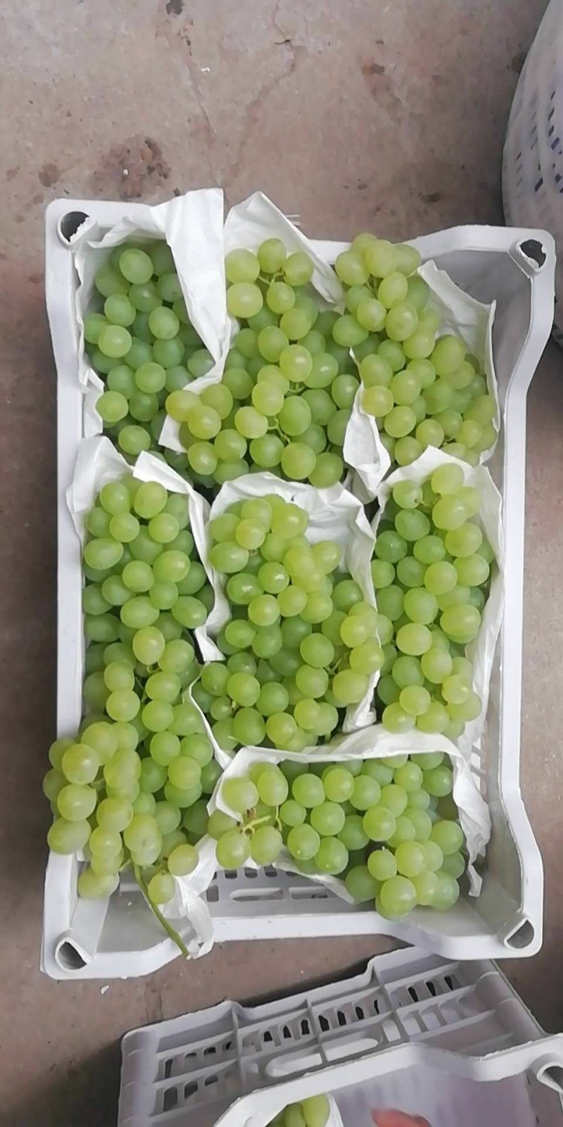 红提