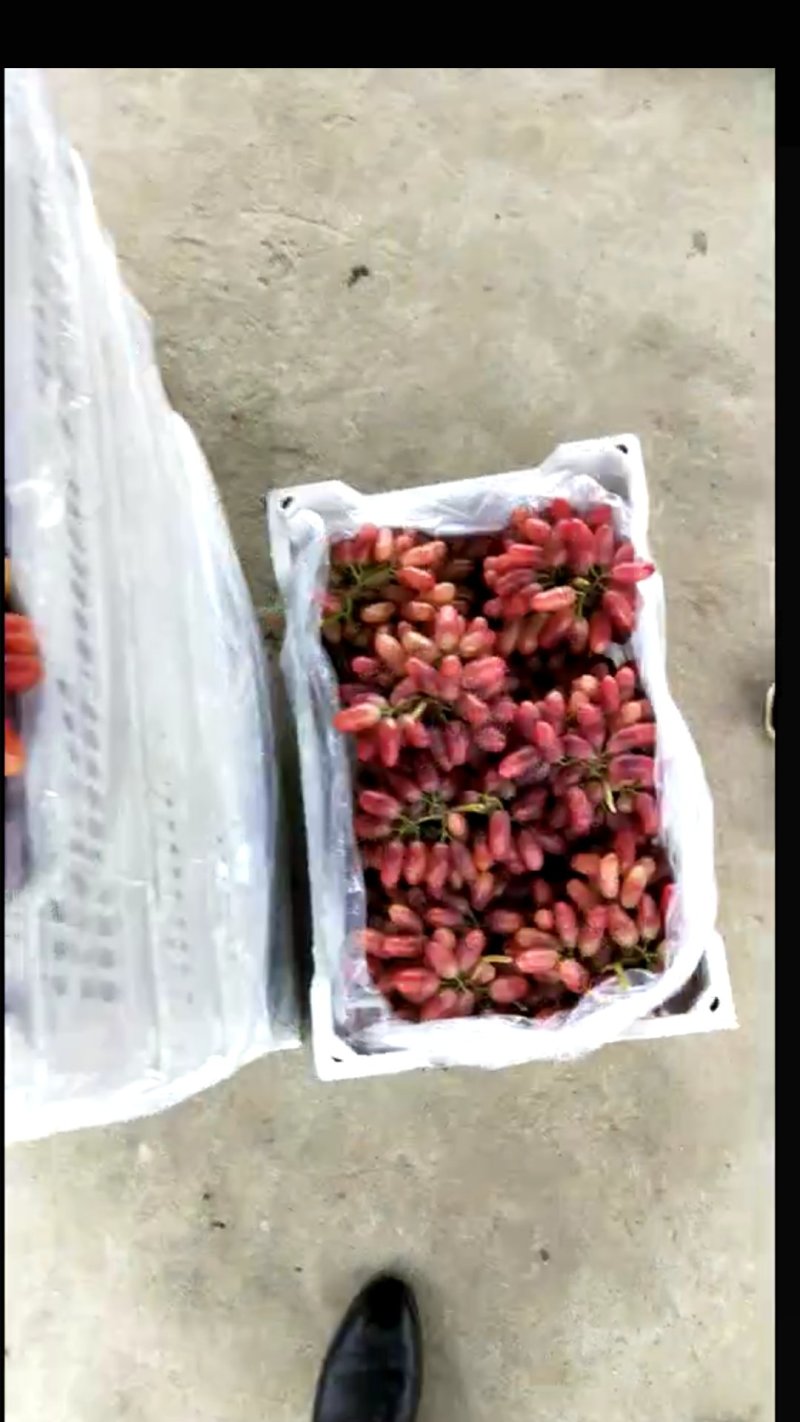红提