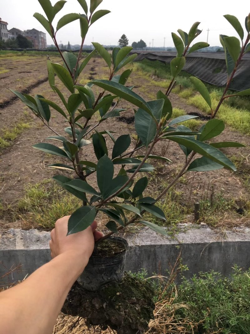 红叶石楠绿化工程用苗30-50厘米高