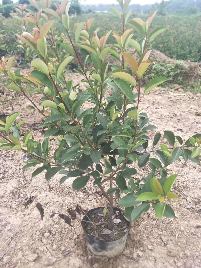 红叶石楠绿化工程用苗30-50厘米高