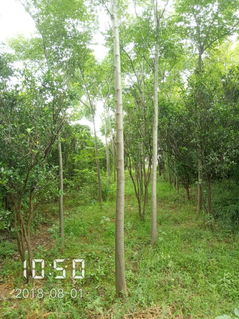 栾树（黄山栾）8-10公分～全年供应，支持线上保障交易