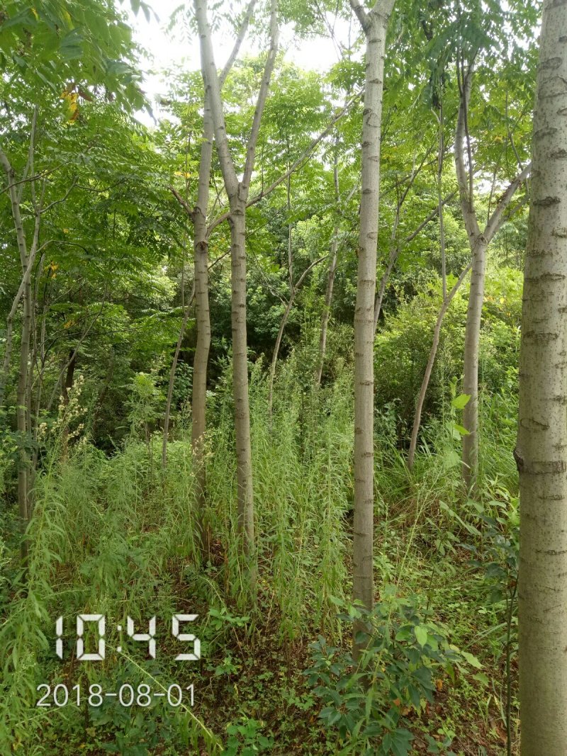 栾树（黄山栾）8-10公分～全年供应，支持线上保障交易
