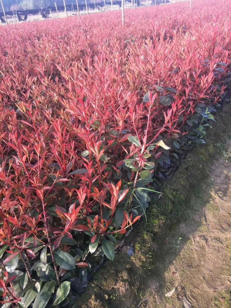 红叶石楠绿化工程用苗30-50厘米高