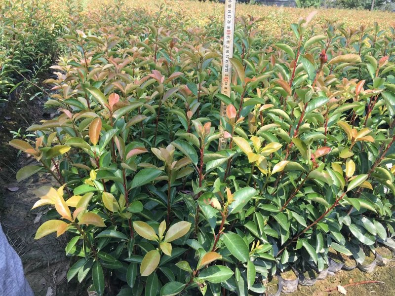 红叶石楠绿化工程用苗30-50厘米高