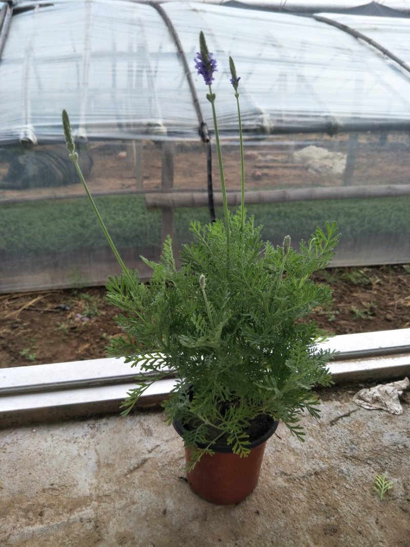 薰衣草