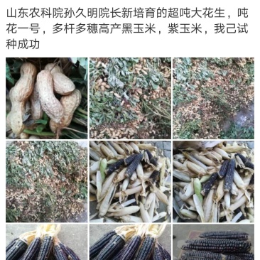 花生种子