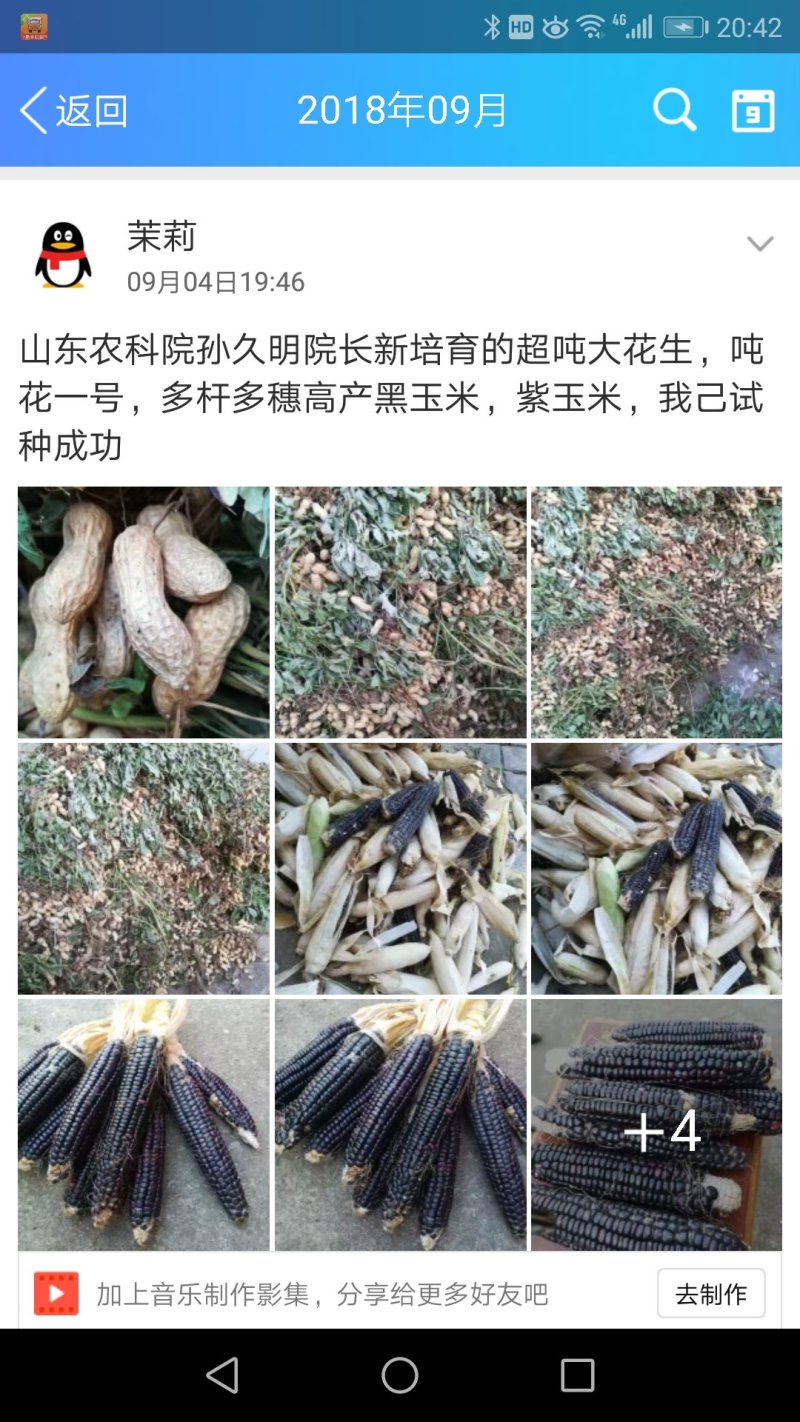 花生种子