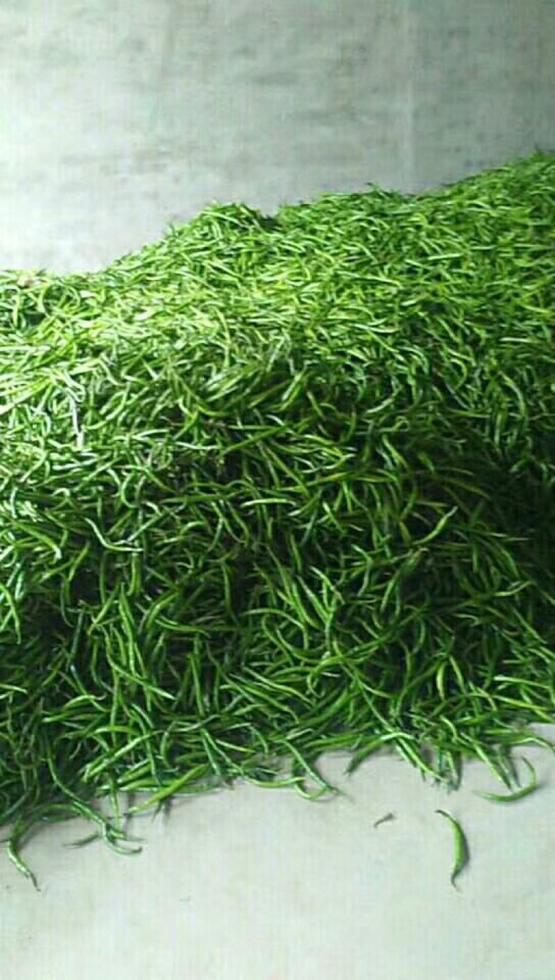 精品黑线3号15~20厘货量充一次合作一生朋友