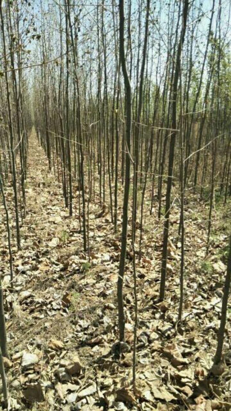 大量供应:法桐，速生法桐，法桐插仟杆