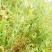 我们家里面种植的豌豆