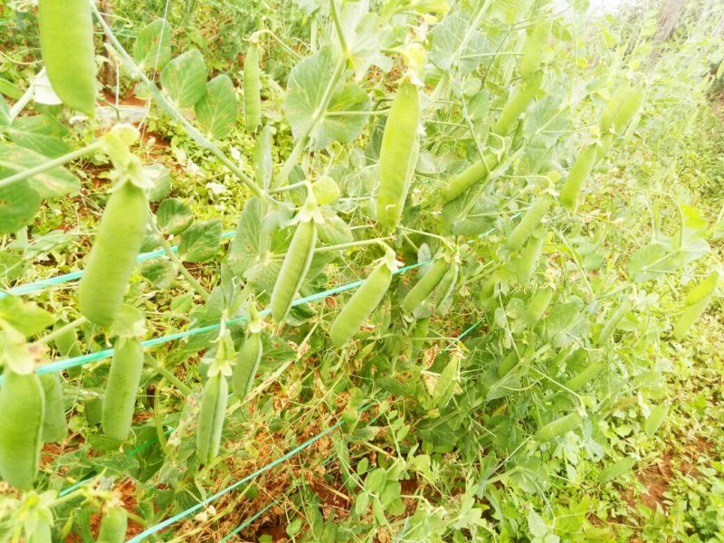 我们家里面种植的豌豆
