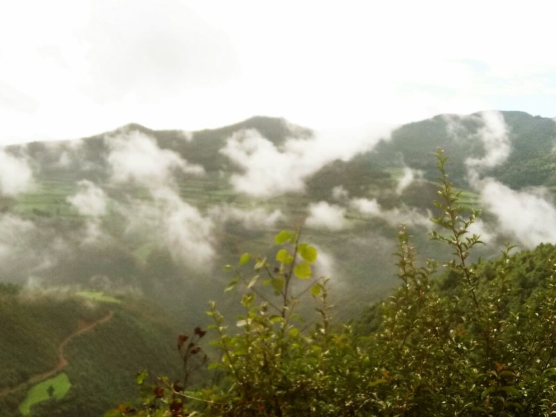 我们家里面种植的豌豆