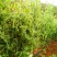 我们家里面种植的豌豆