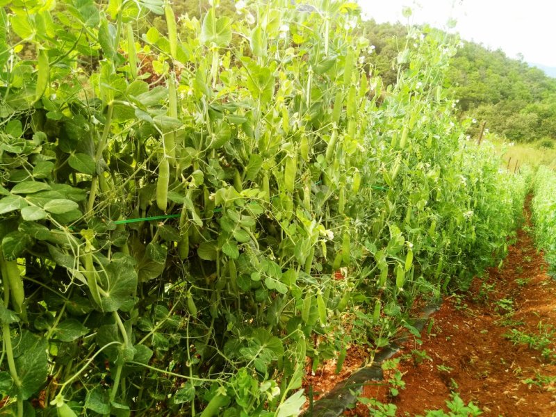 我们家里面种植的豌豆