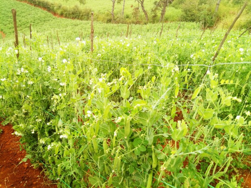 我们家里面种植的豌豆