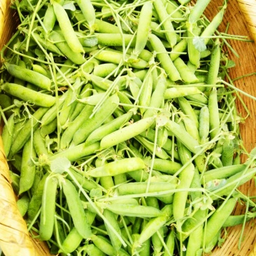 我们家里面种植的豌豆