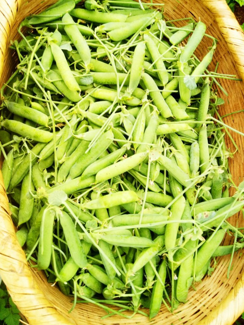 我们家里面种植的豌豆