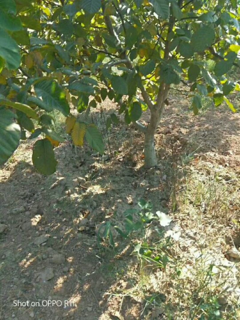 核桃树，核桃苗【成品，实生苗】