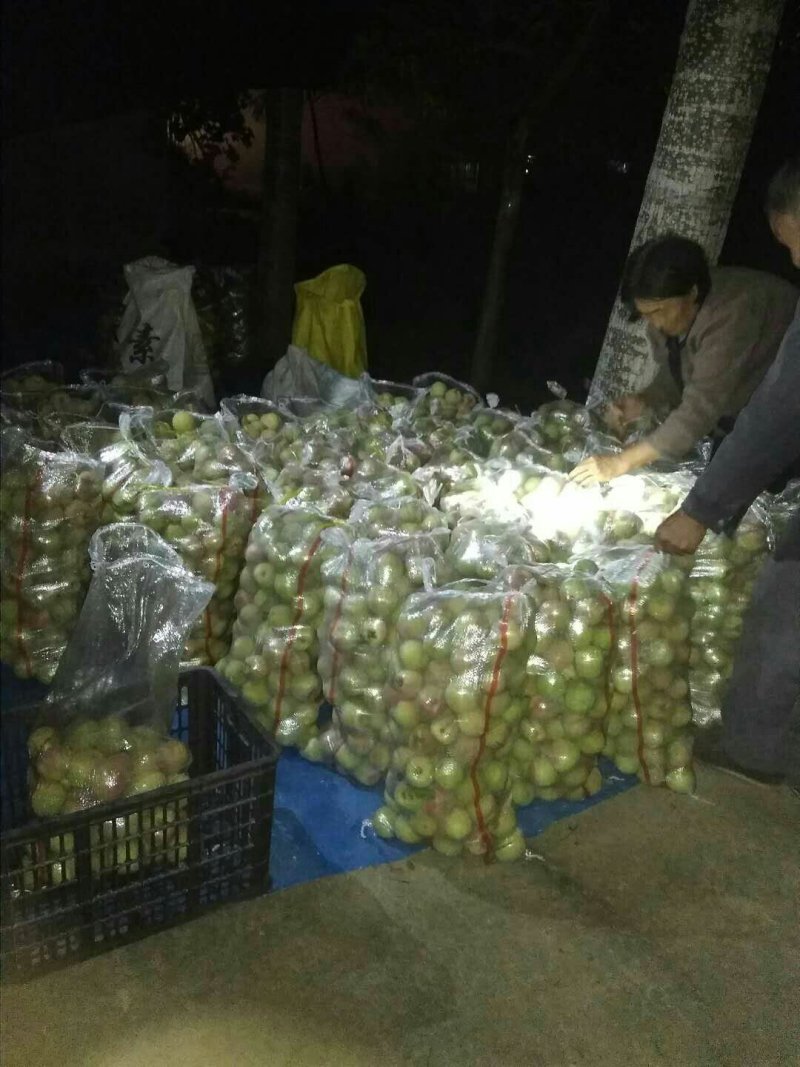 早熟冬桃上市了，有要的提前预定，