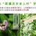 新疆罗布麻散货大量批发