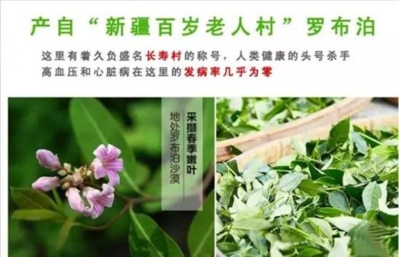 新疆罗布麻散货大量批发