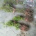 【包邮】当年结果，花盆可栽植，补钙之星！