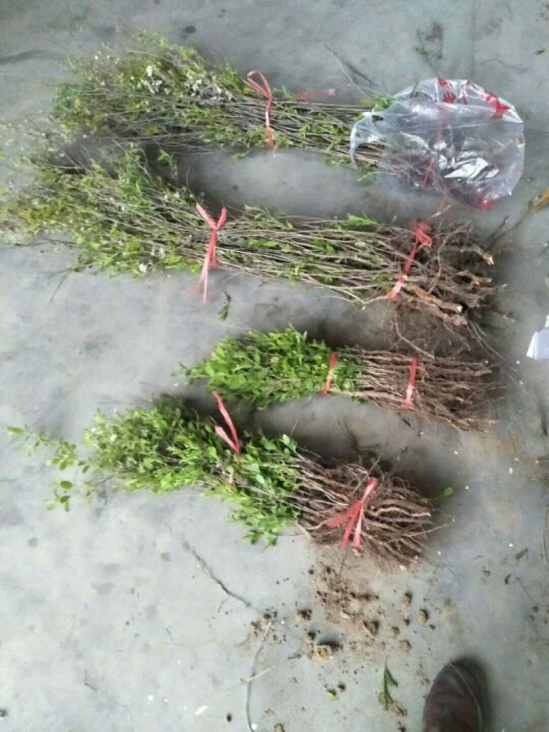 【包邮】当年结果，花盆可栽植，补钙之星！