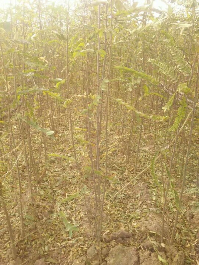大量供应1-2年生，皂角小苗，大刺皂角苗！
