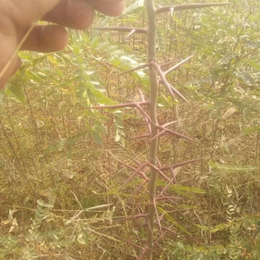 大量供应1-2年生，皂角小苗，大刺皂角苗！