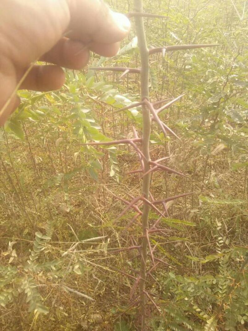 大量供应1-2年生，皂角小苗，大刺皂角苗！