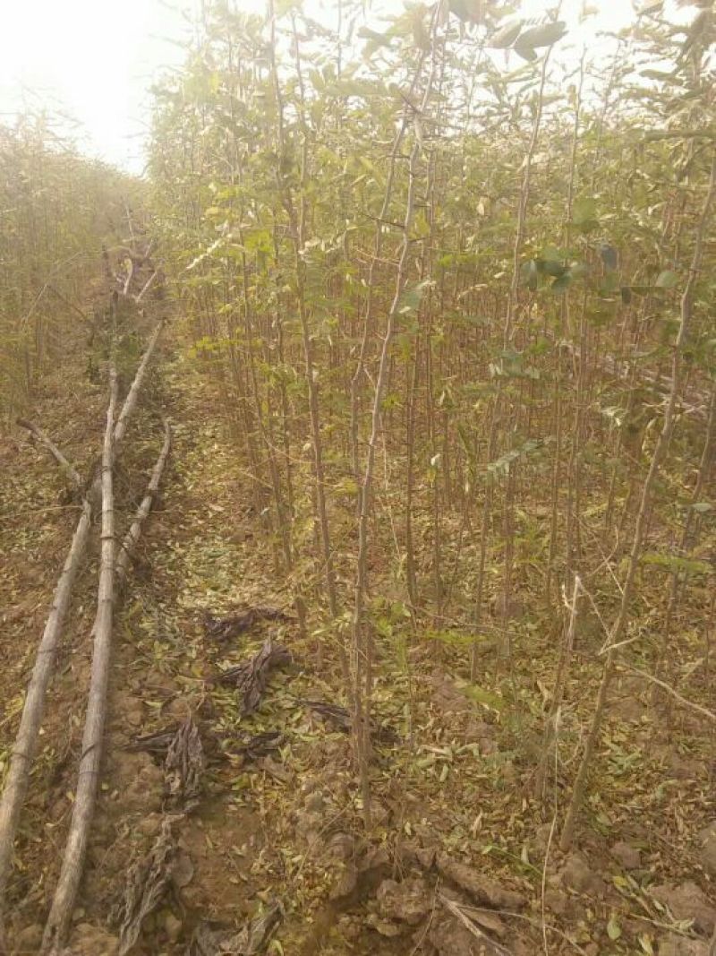 大量供应1-2年生，皂角小苗，大刺皂角苗！